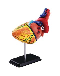 Anatomisk modell Hjärta 14cm