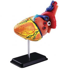Anatomisk modell Hjärta 14cm
