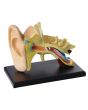 Anatomisk modell Öra 7,7cm