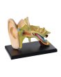 Anatomisk modell Öra 7,7cm